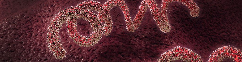 Haemophilus-spp.
